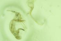 Bryotropha basaltinella