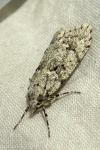 Diurnea fagella