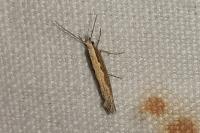 Plutella xylostella