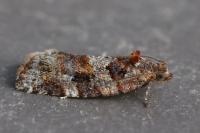 Argyrotaenia ljungiana