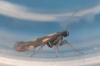 Euspilapteryx auroguttella