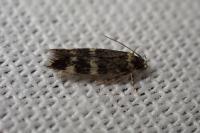 Apatema proteroclina