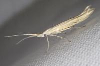 Coleophora ornatipennella
