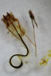 Coleophora ornatipennella