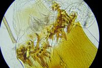 Mompha subbistrigella