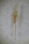 Chionodes distinctella
