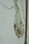 Chionodes distinctella
