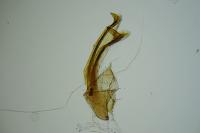Coleophora nubivagella