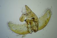 Agnoea josephinae