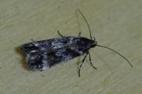 Caryocolum petrophilum