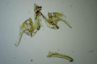 Caryocolum petrophilum