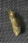 Diurnea fagella