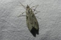 Diurnea fagella