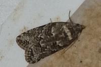 Cnephasia