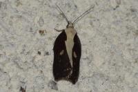 Acleris cristana