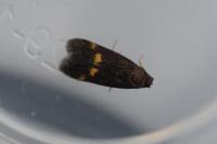 Borkhausenia minutella