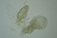 Stigmella floslactella