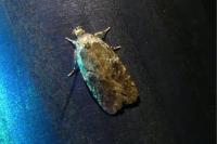 Agonopterix ciliella/heracliana