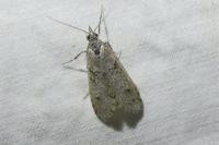 Diurnea fagella