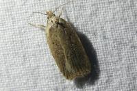 Agonopterix
