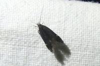 Aproaerema anthyllidella