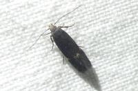 Aproaerema anthyllidella