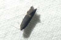 Aproaerema anthyllidella