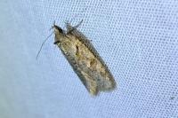 Semioscopis steinkellneriana