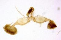 Dichrorampha simpliciana