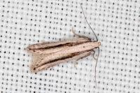 Mirificarma interrupta