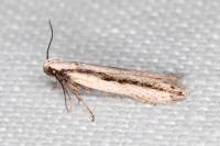 Mirificarma interrupta