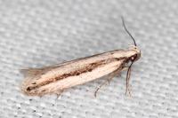 Mirificarma interrupta