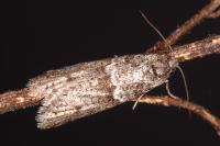 Tortricodes alternella
