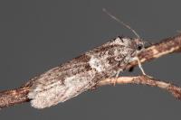 Tortricodes alternella
