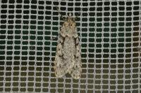 Diurnea fagella