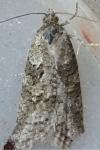 Cnephasia