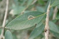 Rosetea rosetella