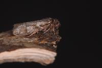 Dasystoma salicella