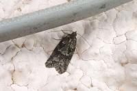 Cnephasia
