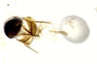 Cnephasia