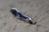 Monopis obviella