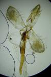 Monopis obviella