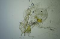 Bryotropha senectella