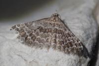 Alucita grammodactyla