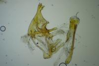 Alucita grammodactyla