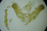 Elachista adscitella