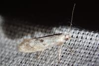 Herrichia excelsella