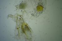 Herrichia excelsella