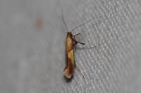 Caloptilia alchimiella/robustella