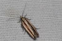 Mirificarma interrupta